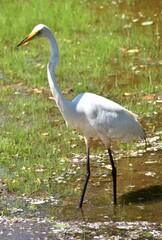 Great Egret