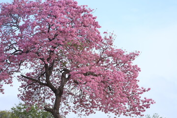 Pink flowering ipê in northeastern brazil
