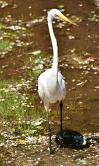 Naklejka premium Great Egret