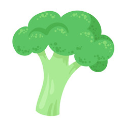 Green fresh broccoli. In cartoon style. Isolated on white background. Vector flat illustration.