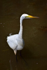 Naklejka premium Great Egret