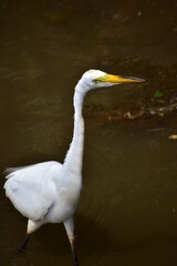 Great Egret