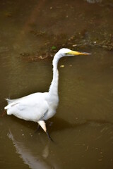 Great Egret