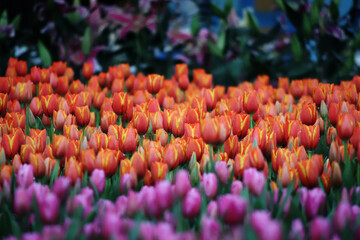 tulip garden