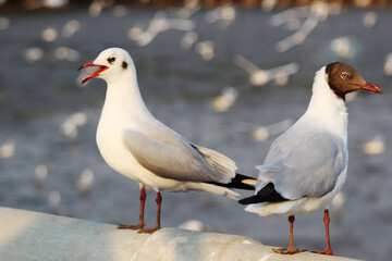 close up 2 white gulls, red beak