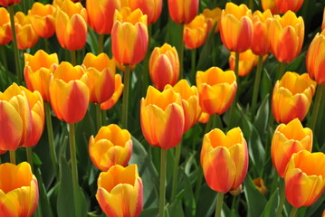 field of yellow tulips