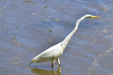 Great Egret