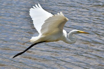 Great Egret
