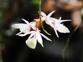 close up White and pink orchid flowers with blurred background