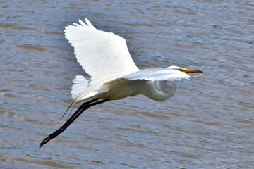 Great Egret