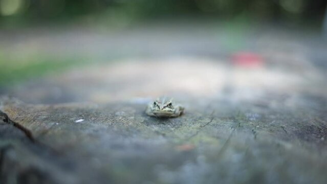 Grey frog or toad sitting on stump looking ahead