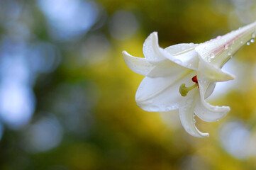 White Flower After Rain