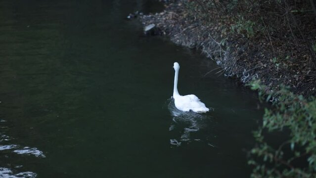 mute swan swim calm water backlit rural scene natural world norway