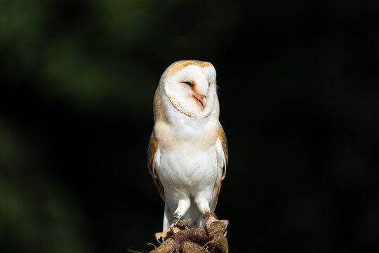 Barn Owl Smiling