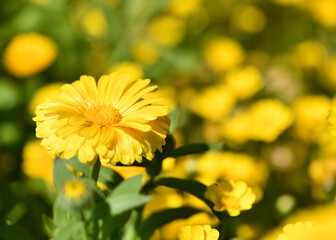 beautiful yellow wild flowers