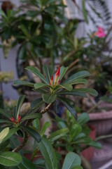 Obraz premium red and yellow flowers