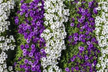 Beautiful bloom in spring. White, purple and violet flowers in the botanical garden.