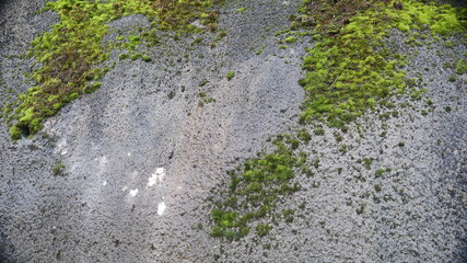 苔のあるアスファルト