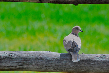 A morning dove sitting on a fence 