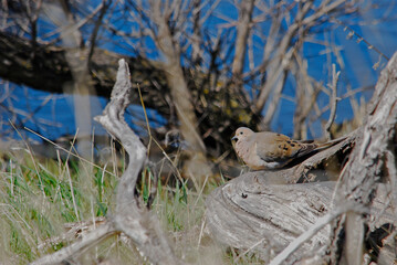 A morning dove sitting on a branch 