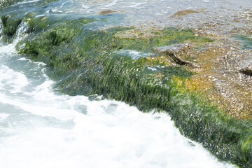 Seashore with rocky area full of algae.Close-up stone seashore.