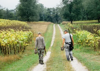 Foto op Canvas A pair of hunters walking after a successful dove hunt  © Verbbaitum