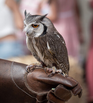 Autillo cariblanco sure&ntilde;o