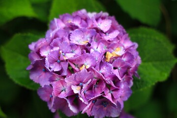 初夏6月、梅雨時の綺麗に咲き誇るあじさい　ハイドランジア