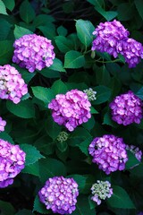 初夏6月、梅雨時の綺麗に咲き誇るあじさい　ハイドランジア