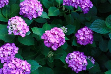 初夏6月、梅雨時の綺麗に咲き誇るあじさい　ハイドランジア