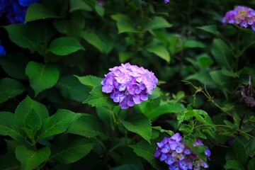 初夏6月、梅雨時の綺麗に咲き誇るあじさい　ハイドランジア