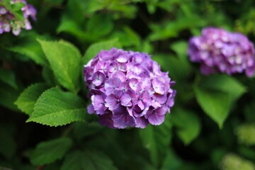 初夏6月、梅雨時の綺麗に咲き誇るあじさい　ハイドランジア