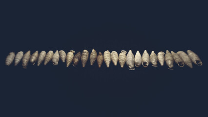 Shells in the dark - spiral - golden ratio - macro - sillife - 5