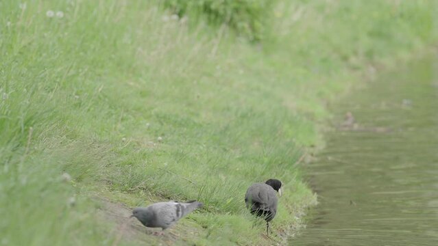 Slow motion shot of coot bird walking on a shore and swimming in pond