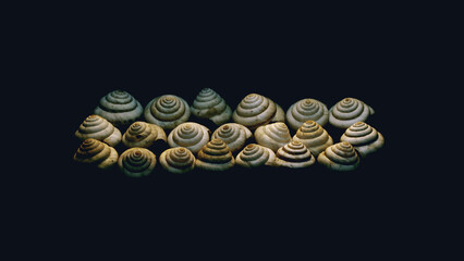Shells in the dark - spiral - golden ratio - macro - sillife - 2