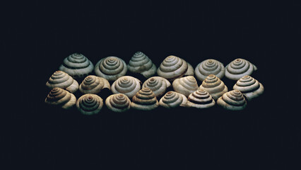 Shells in the dark - spiral - golden ratio - macro - sillife - 1