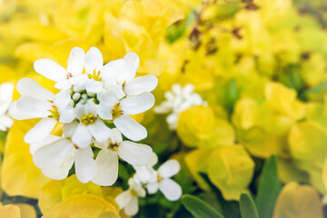 春に咲く白いイベリス