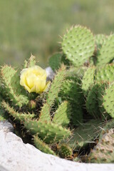 flowering cactus in the garden
