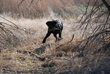 A black Lab retrieving a dvoe 