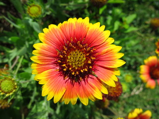 A Gaillardia, blanketflower or common gaillardia