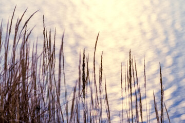 Dry grass near the river at sunset, autumn background