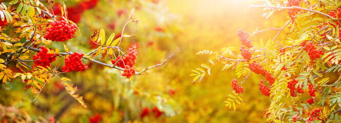 Autumn background: ripe red rowan berries on a tree in sunny weather in warm pastel colors