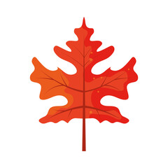 Fototapeta premium autumn leaf foliage