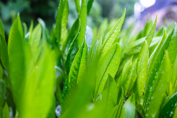 Fresh green leaves of a shrub in raindrops, on a blurred background. 