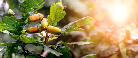 Acorns on a tree in the woods in sunny weather. Oak branch with leaves and acorns
