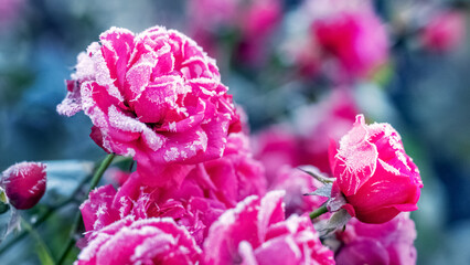 Pink roses are covered with frost and hoarfrost in the garden on the flowerbed