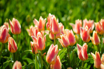 A group of striped varietal tulips in the garden.
