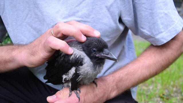 Caucasian man strokes a cute little crow cub that sits on his arm. Background of a green lawn. The concept of pets and animal care.