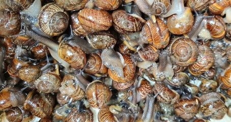 Animal pests. A disgusting mass of wiggling black garden snails. a bunch of shellfish. Image for the background. selective focus