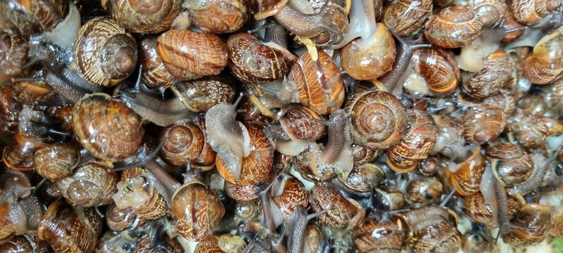 Animal pests. A disgusting mass of wiggling black garden snails. a bunch of shellfish. Image for the background. selective focus